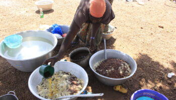 Banikoara : légumineuses, couteau suisse invisible des cantines scolaires et de la résilience climatique
